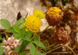 2013-08-18_Regina-F-Rau_Schachen_Blumen  (179).JPG